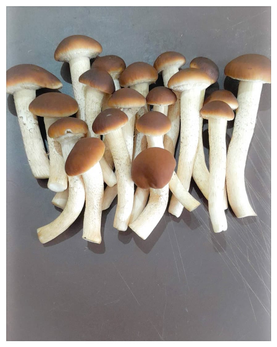 Farm Fresh Mushrooms-Pioppino - Green Apron India