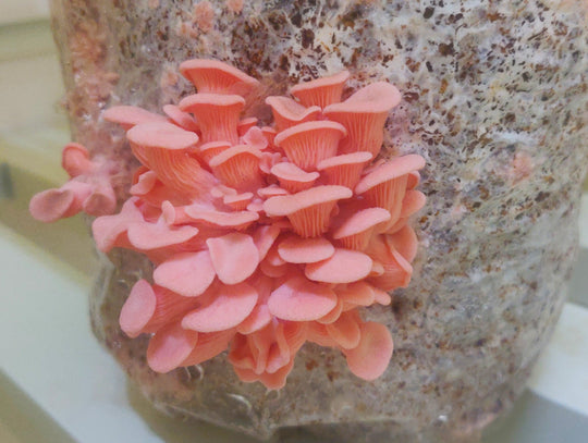 First Flush of Pink Oyster Mushrooms at the New Unit