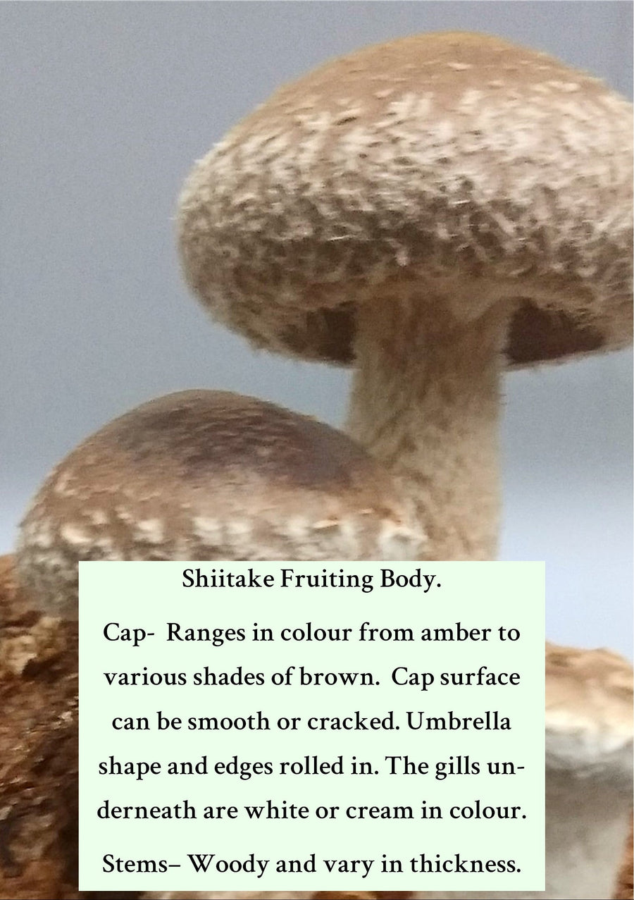 Farm Fresh Mushrooms-Shiitake