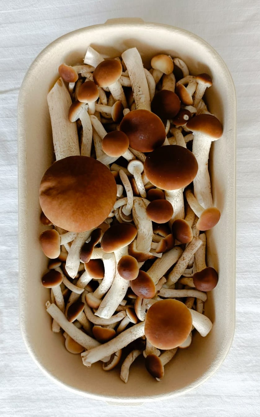Farm-Fresh Pioppino Mushrooms