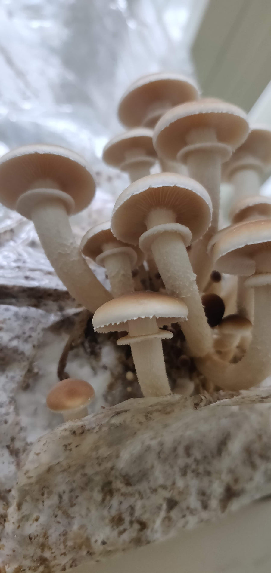 Farm-Fresh Pioppino Mushrooms