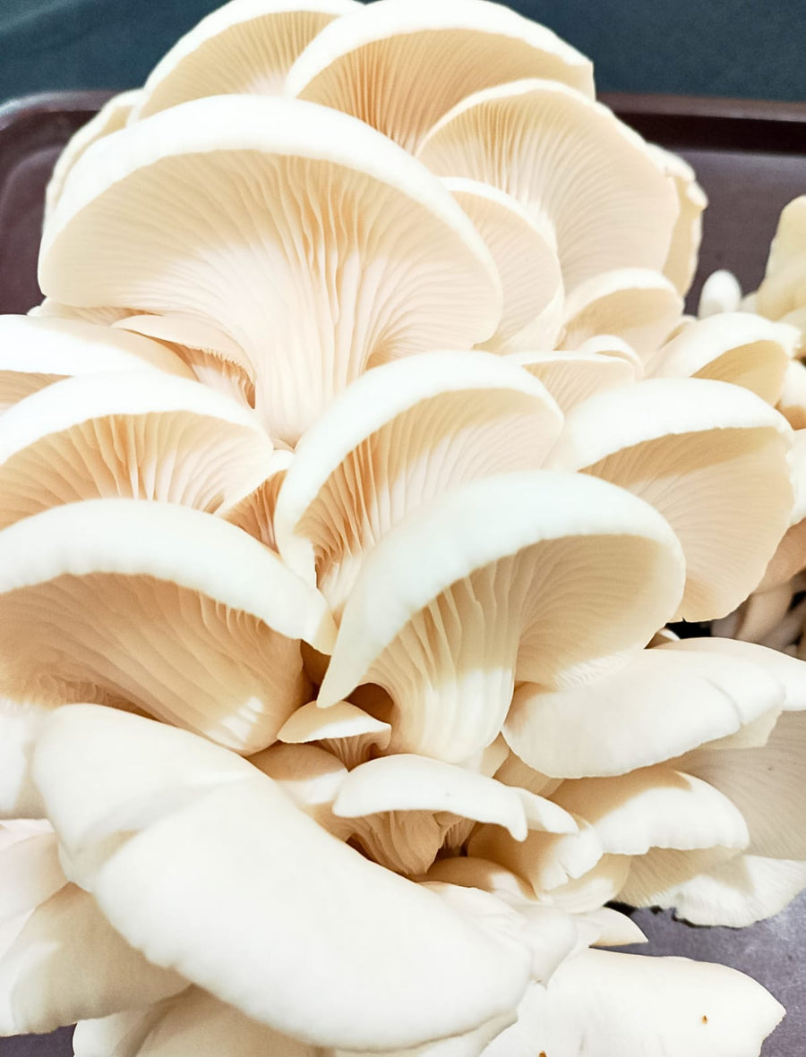 Farm Fresh Mushrooms - White Oyster - Green Apron India