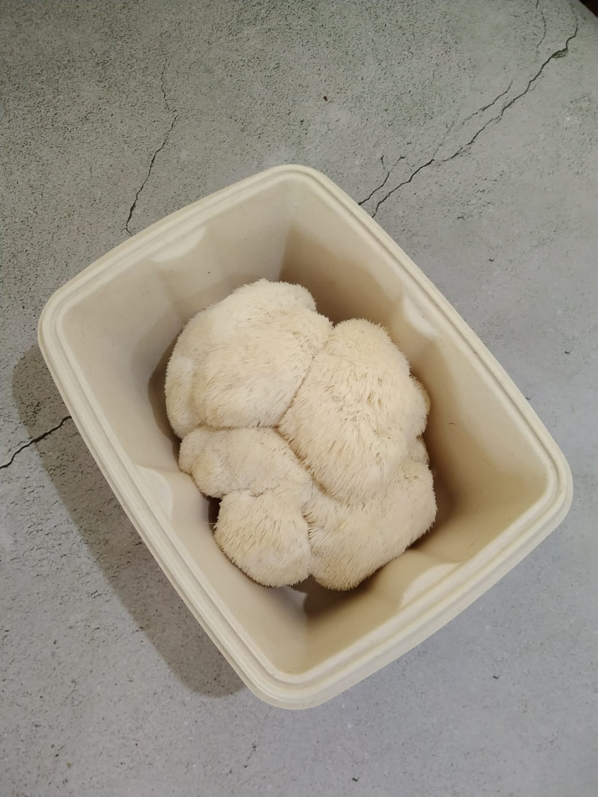 Farm Fresh Mushrooms- Lion's Mane – Green Apron India