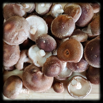 Farm-Fresh Mushrooms, Shiitake