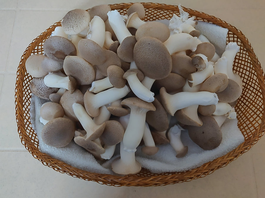 Farm-Fresh Mushrooms King Oyster