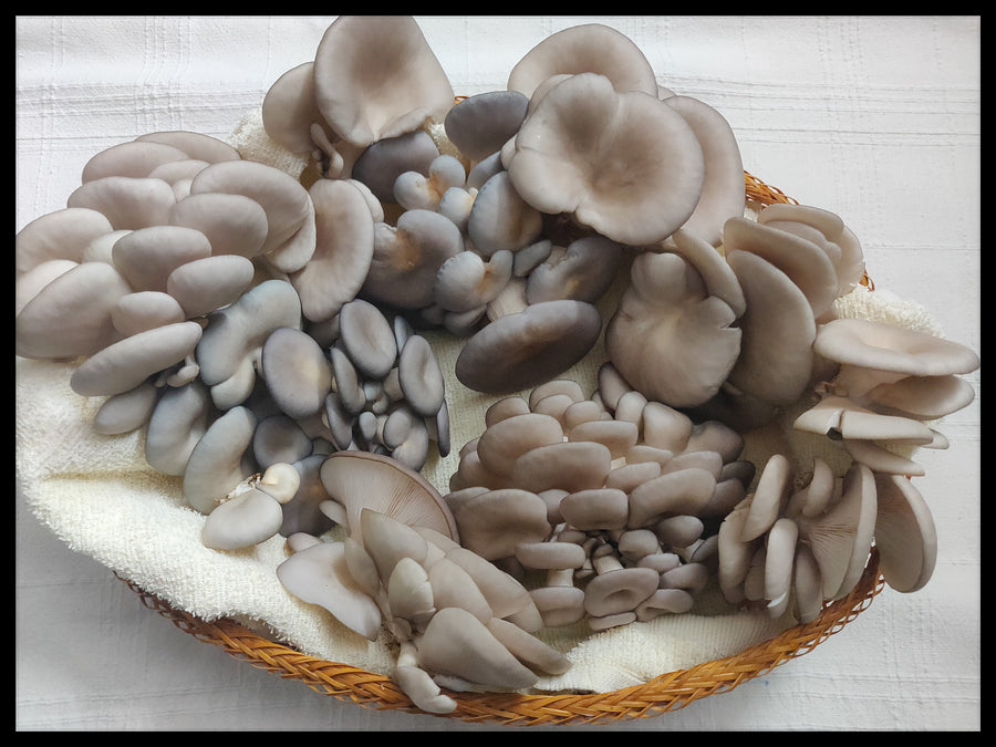 Farm-Fresh Mushrooms-Elm Oyster