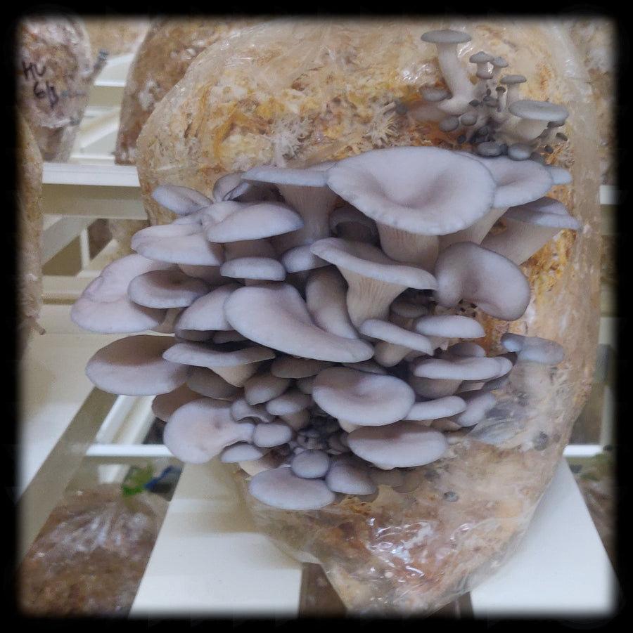 Farm Fresh Mushrooms-Elm Oyster - Green Apron India
