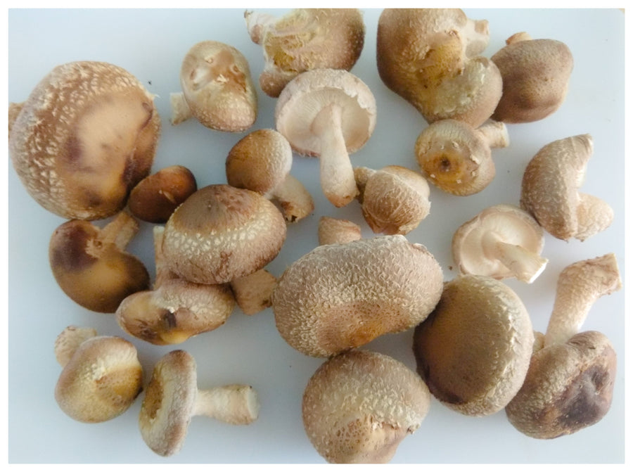 Farm Fresh Mushrooms-Shiitake - Green Apron India