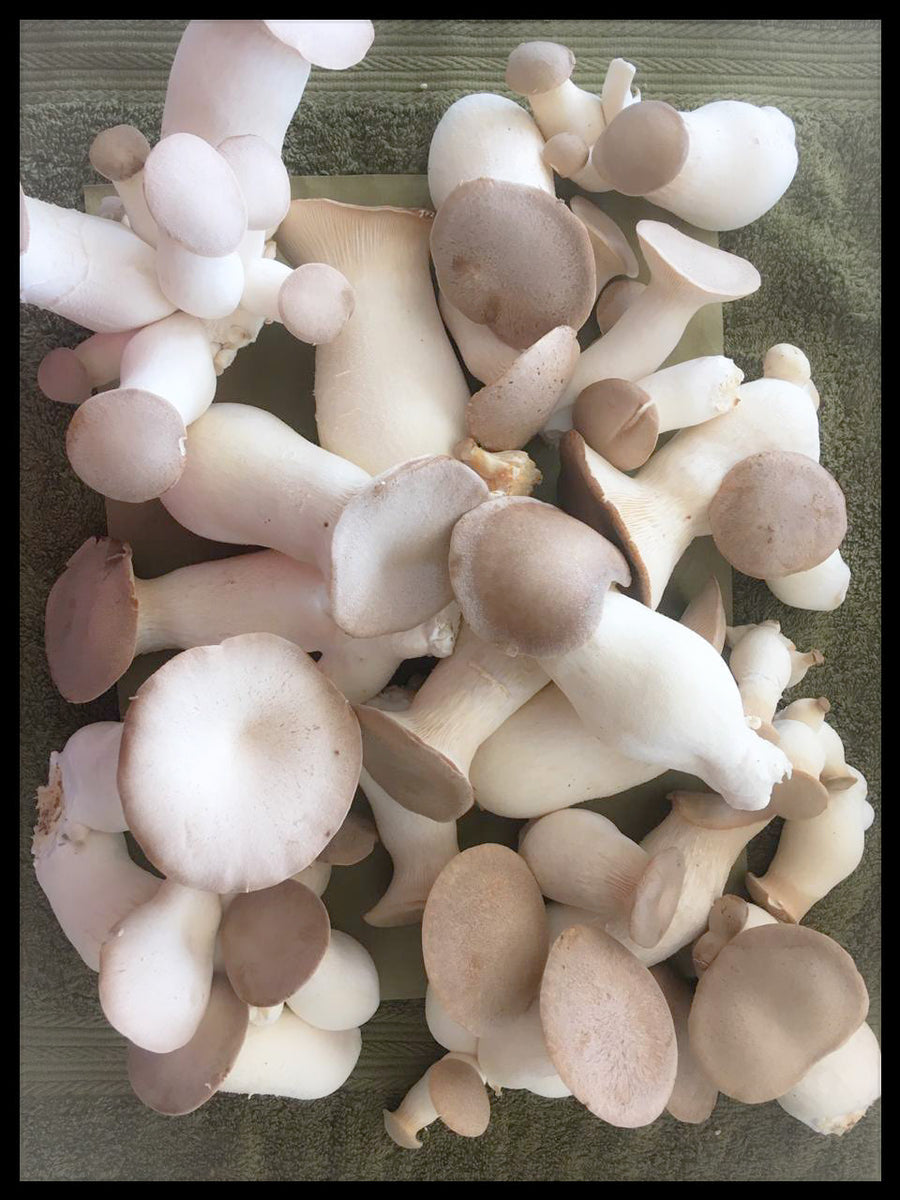 Farm-Fresh Mushrooms King Oyster