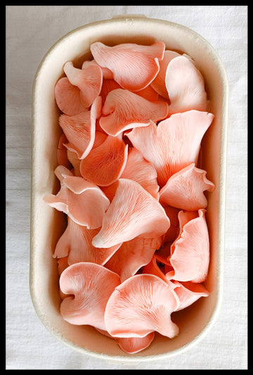 Farm Fresh Mushrooms-Pink Oyster - Green Apron India